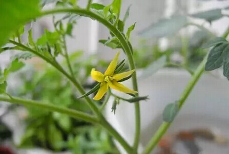 圣女果阳台盆栽种植方法4.jpg