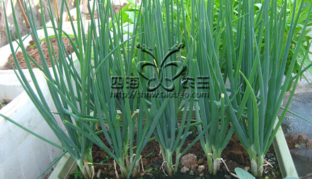 香葱阳台盆栽种植方法5.jpg