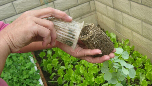 阳台种菜使用一次性杯子育苗方法2.jpg