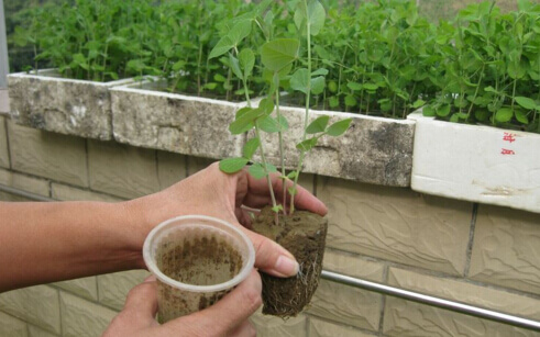 阳台种菜使用一次性杯子育苗方法3.jpg