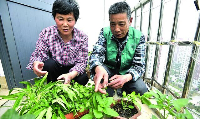 把爸妈接到城里住，闲不住在阳台种菜，结果一年都不用买菜了1.jpg