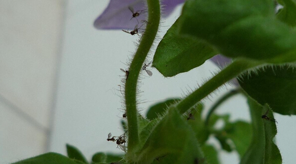 阳台种菜：彻底消灭小黑飞虫的一个环保方法1.jpg