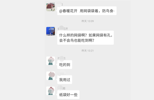 种的西红柿如何防鸟防虫？西红柿只要一点点红就会被鸟啄个大洞2.png