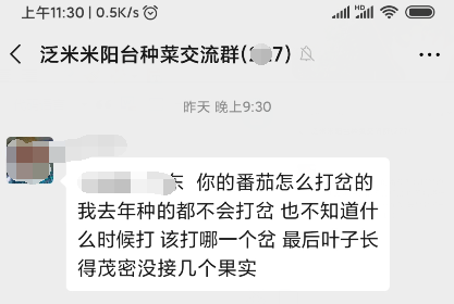 番茄什么时候打顶比较好？番茄什么时候打掉侧枝？1.png