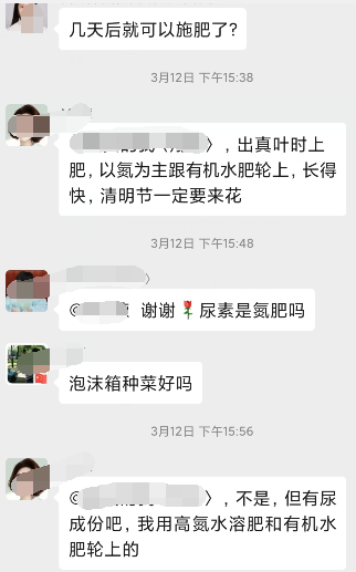 移栽的辣椒苗，几天后可以开始施肥6.png