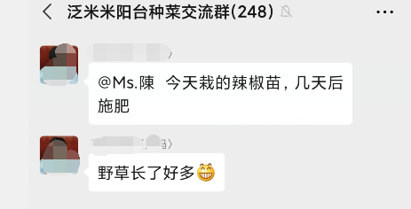 移栽的辣椒苗，几天后可以开始施肥1.png