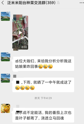 阳台盆栽姑娘果（菇娘）叶子焉了是怎么回事？一直下雨，中午一晒就成这样了5.png